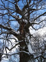 thumbs/IMG_0710.jpg