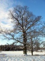 Tinner� eklandskap, februari