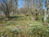 thumbs/IMG_1163.jpg