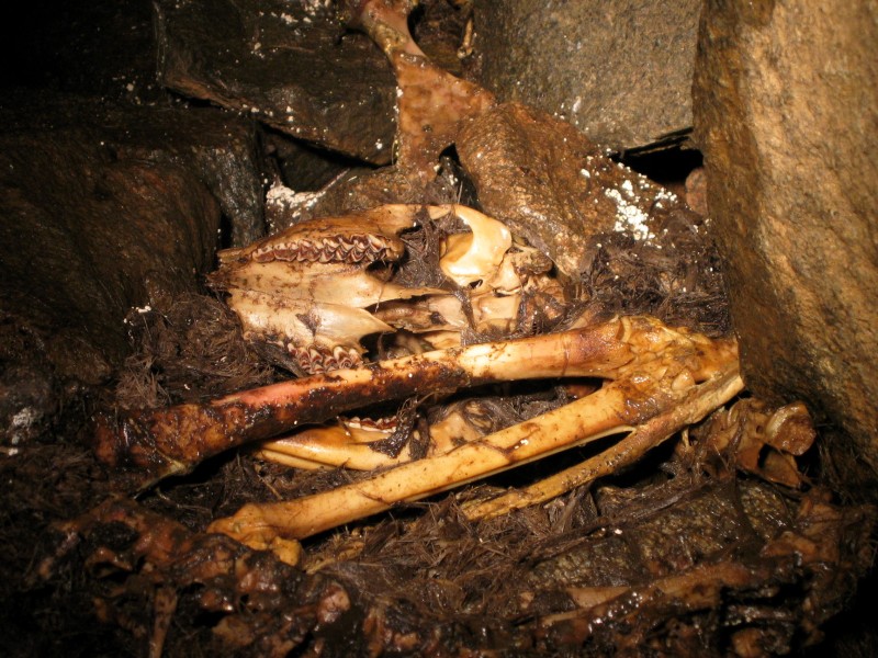 Original image