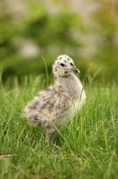 M�sunge i Mj�rdevi,