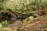 Stj�rnorpsravinen,