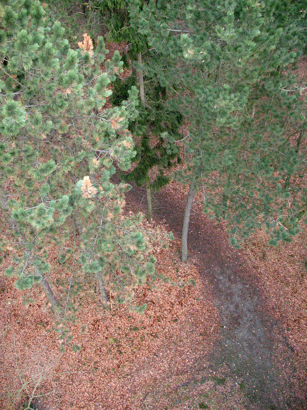 Original image