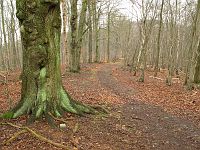 thumbs/IMG_0237.JPG