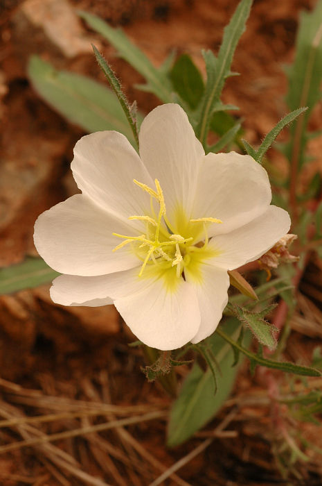 Original image