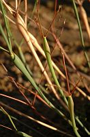 thumbs/DSC_0987.JPG