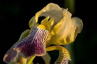 Tr�dg�rdsblommor