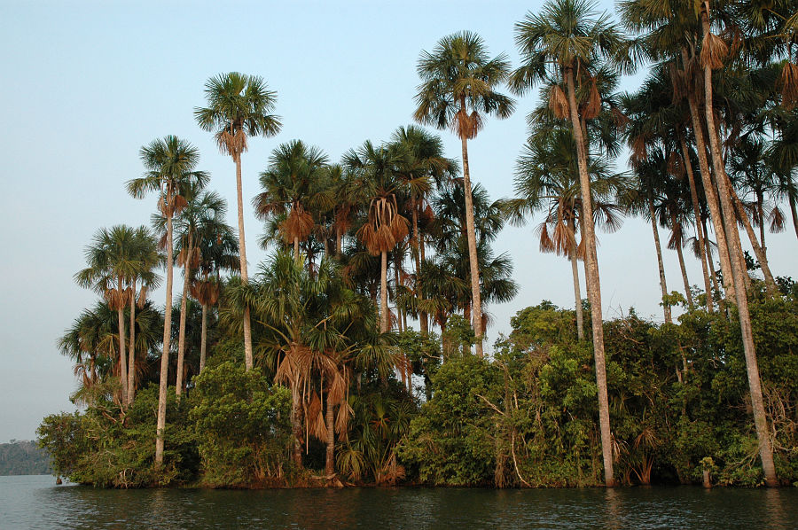 Original image