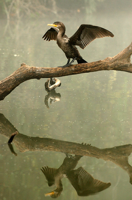 Original image