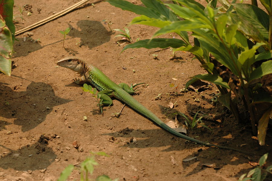 Original image