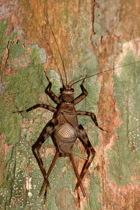 Original image