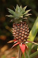 thumbs/DSC_0831.JPG