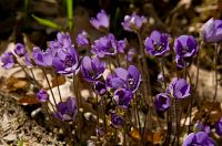 Vitsippor i Tinner�