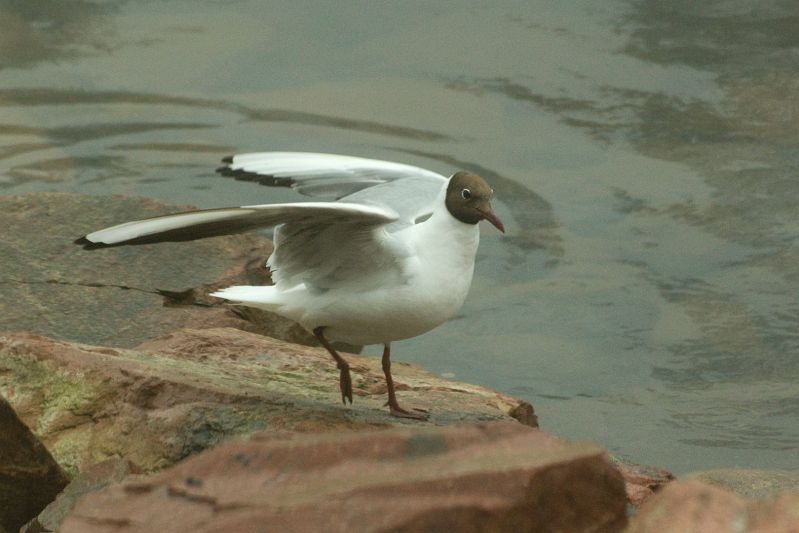Original image
