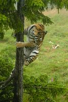 Isbj�rnar och tigrar i Gr�nklitt