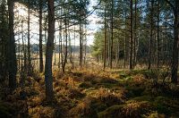 Terr�ngbilder fr�n Kvarn