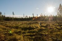 thumbs/DSC_2502.jpg