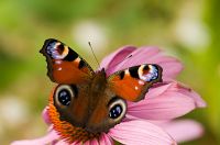 Norrk�ping och S�derk�ping