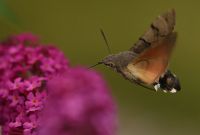 Större dagsvärmare